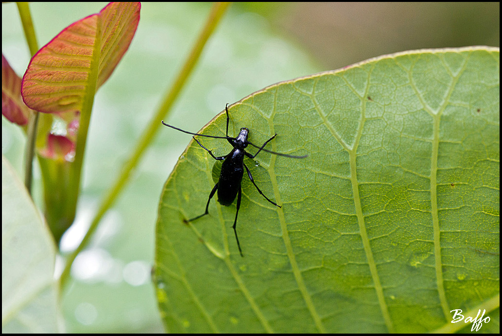 Stenurella nigra?